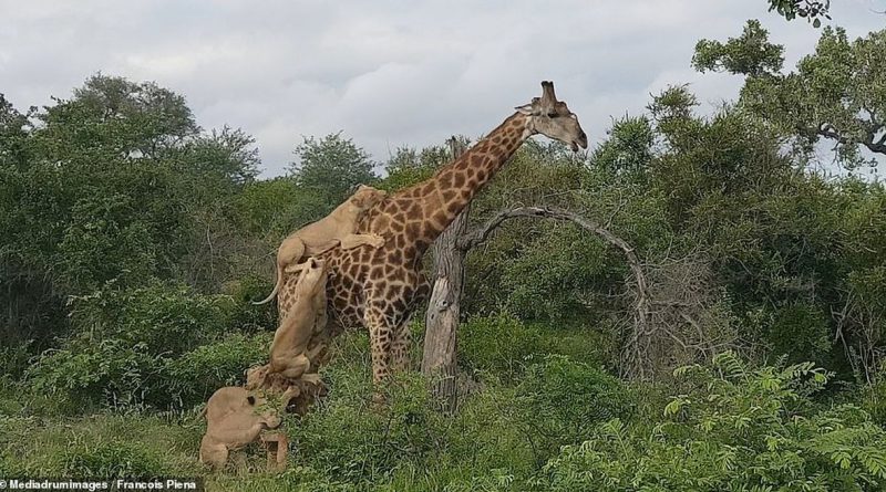 Survive the giraffe after fighting 3 lions!